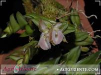 : Epidendrum schizoclinandrum
